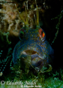 goby by Eduardo Nadal 